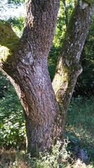 Phellodendron japonicum