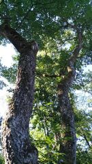 Phellodendron japonicum