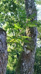 Phellodendron japonicum