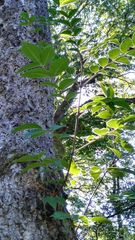 Phellodendron japonicum