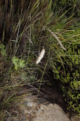 Holothrix scopularia