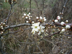 Prunus spinosa dasyphylla