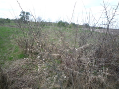 Prunus spinosa dasyphylla