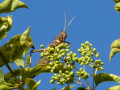 Tropidacris collaris