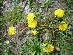 Taraxacum mucronatum