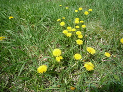 Taraxacum mucronatum