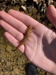 Eurycea aquatica