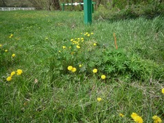 Taraxacum mucronatum