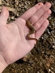 Eurycea aquatica
