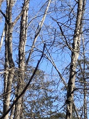 Carya carolinae-septentrionalis