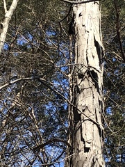 Carya carolinae-septentrionalis