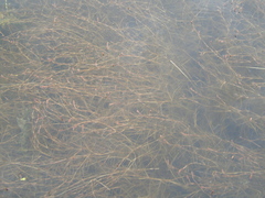 Potamogeton rutilus
