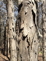 Carya carolinae-septentrionalis