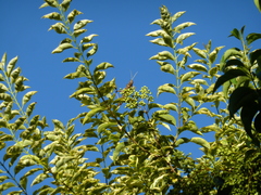 Tropidacris collaris