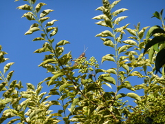 Tropidacris collaris