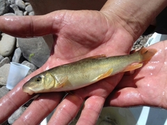 Catostomus bernardini