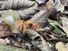 Olios simoni