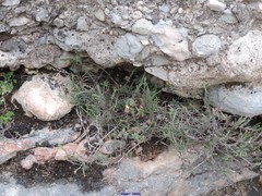 Helianthemum oelandicum