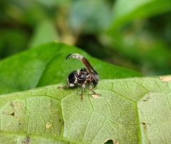 Tessarecphora arachnoides