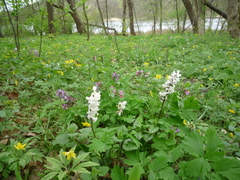 Corydalis cava cava