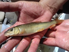 Catostomus bernardini