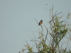 Mimus saturninus