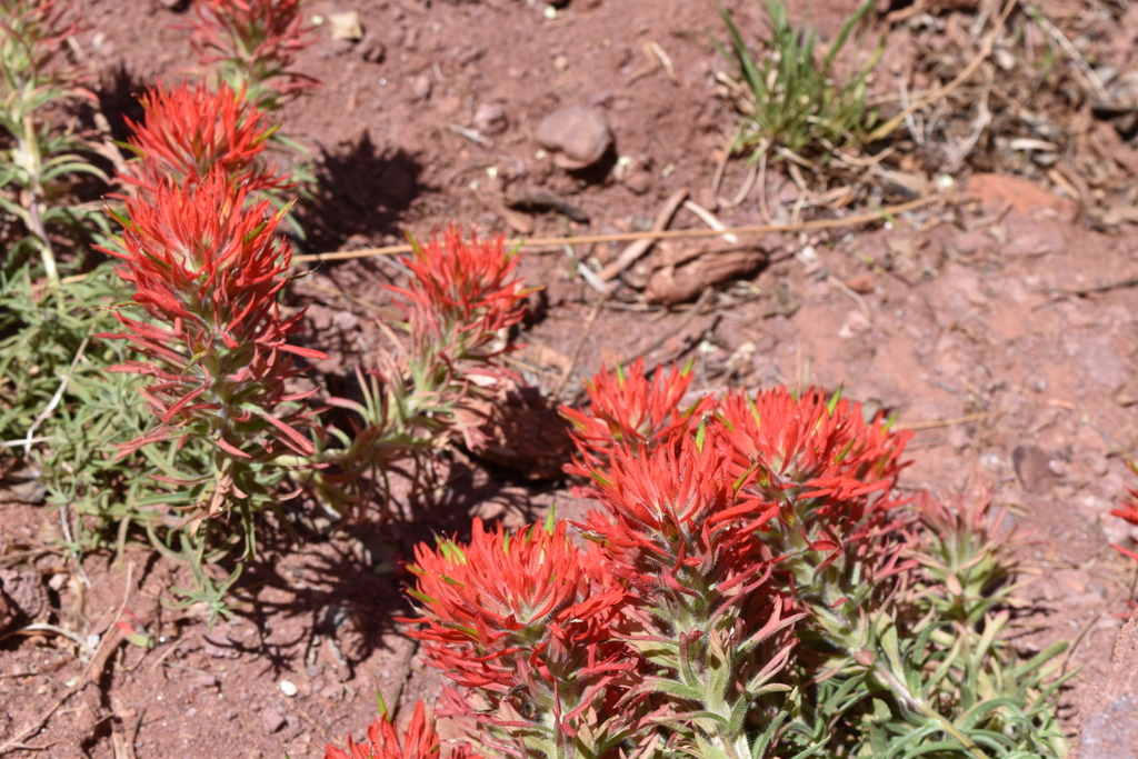 Zion Indian paintbrush from Grand County, UT, USA on May 13, 2018 at 01 ...