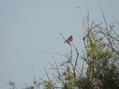 Mimus saturninus