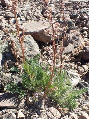Artemisia campestris borealis