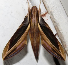 Xylophanes pyrrhus