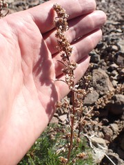 Artemisia campestris borealis