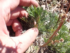 Artemisia campestris borealis