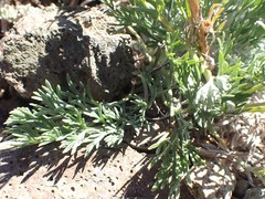 Artemisia campestris borealis