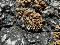 Lecanora pseudomellea