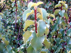 Prunus ilicifolia ilicifolia