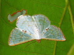 Leuciris fimbriaria