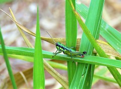 Parascopas