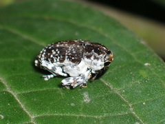 Peridinetus irroratus