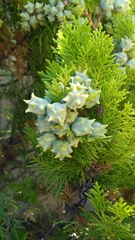 Platycladus orientalis