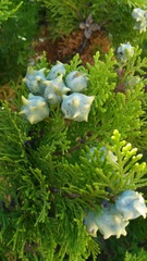 Platycladus orientalis