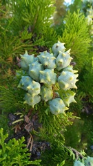 Platycladus orientalis