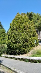 Platycladus orientalis