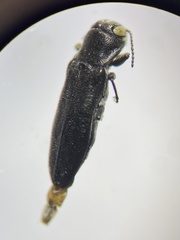 Agrilus putillus