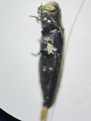 Agrilus putillus