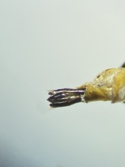 Agrilus putillus