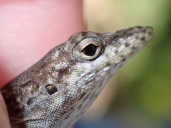 Anolis bonairensis