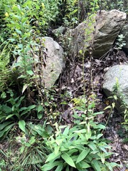 Digitalis grandiflora