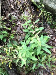 Digitalis grandiflora