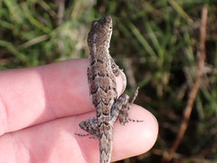 Anolis bonairensis