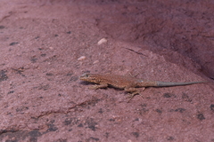 Uta stansburiana uniformis